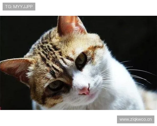 迪巴拉赛场上像王者，家里却偷偷养起豪猫？这反差我服！